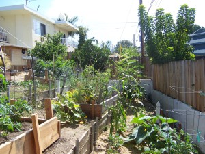 Using permaculture philosophies we are healing the soil.   We used chicken manure and compost to fertilize. 