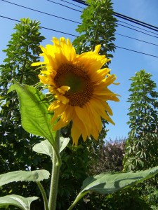 Backyard Sunflower in July