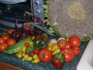 morning harvest in early August 003