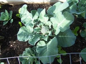 bountiful broccoli 001