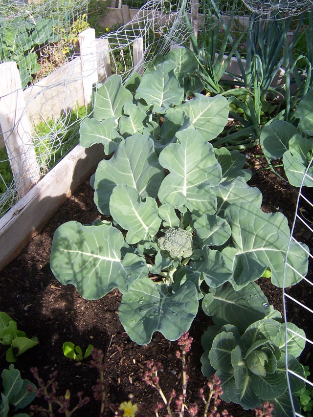 bountiful broccoli 002